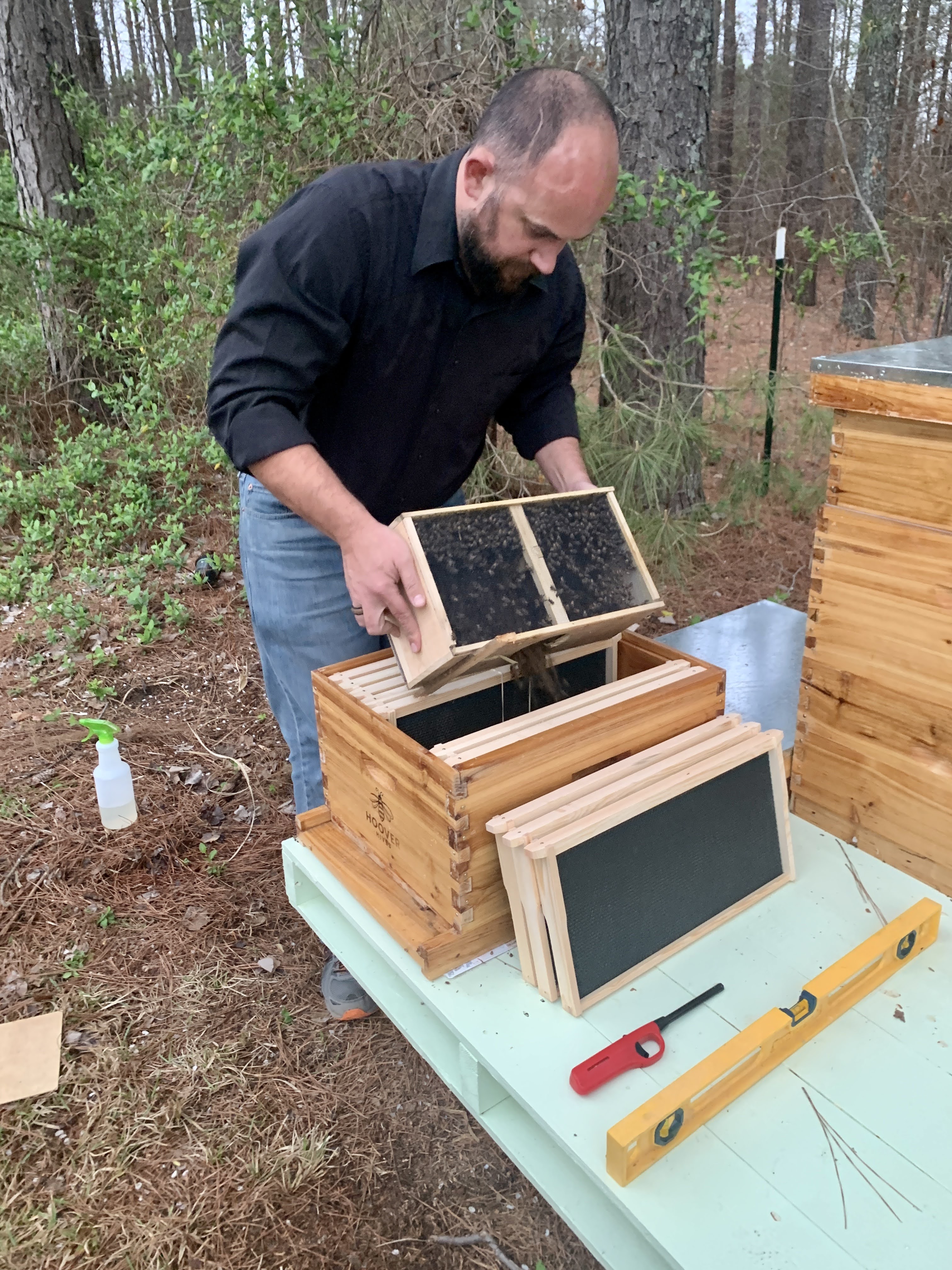 Honey Bees
